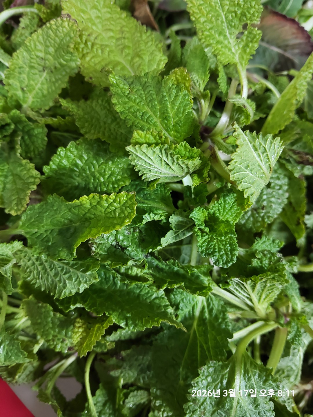 곰보배추차 만들기