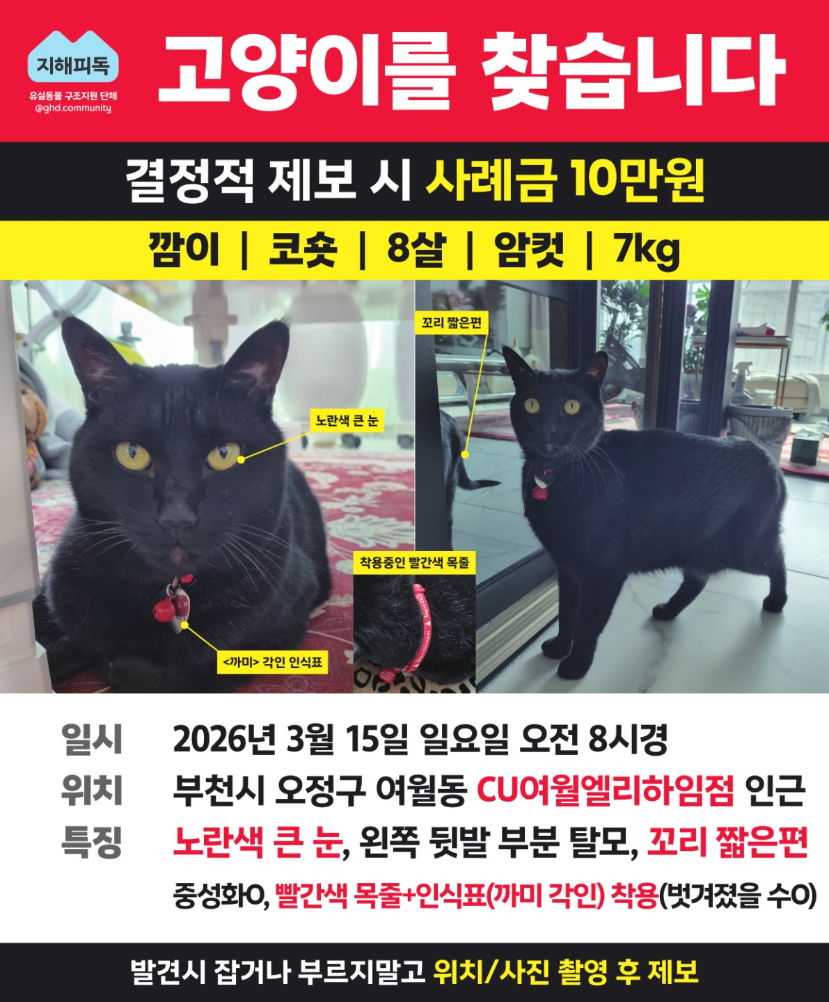 올블랙 고양이를 찾습니다