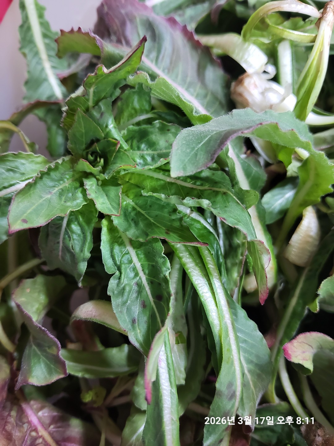 달맞이차 만들기