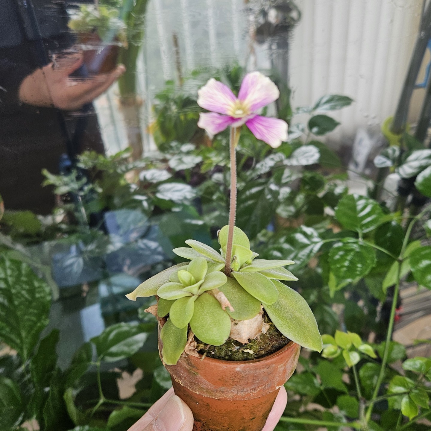 Post image 3