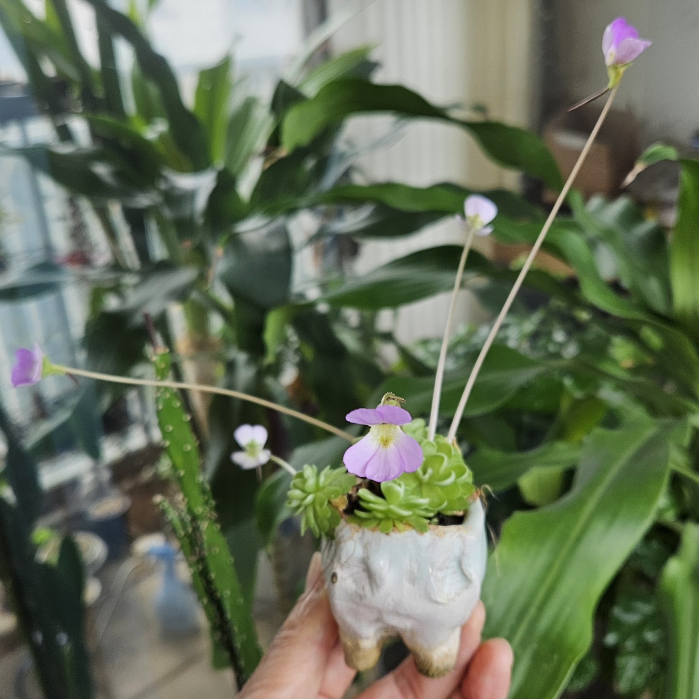 Post image 5