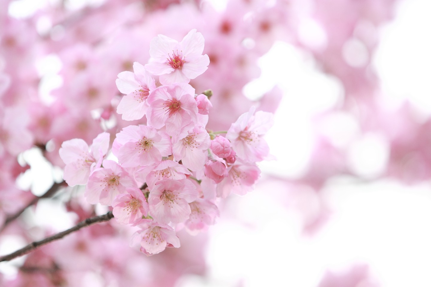 4월초를 기다립니다