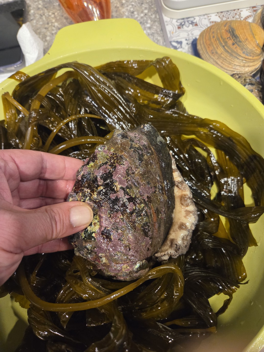 태안에서 3월 초에 잡은 거예요.