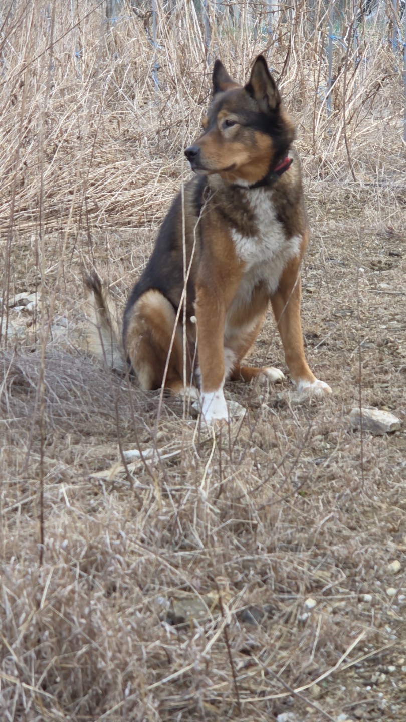 진돗개 크롬이를 찾습니다 도와주세요