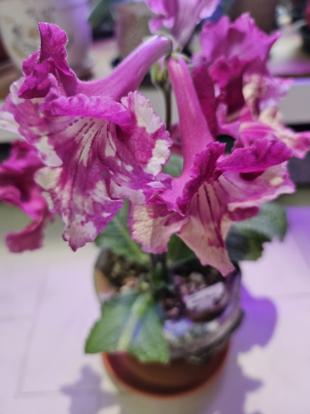 Post image 17