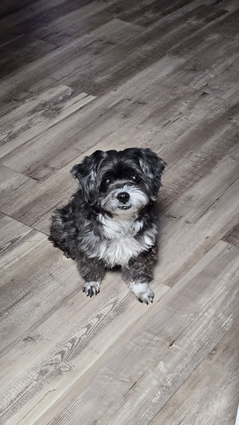 우리 또리는 애교가 철철 넘쳐요ㅎㅎ