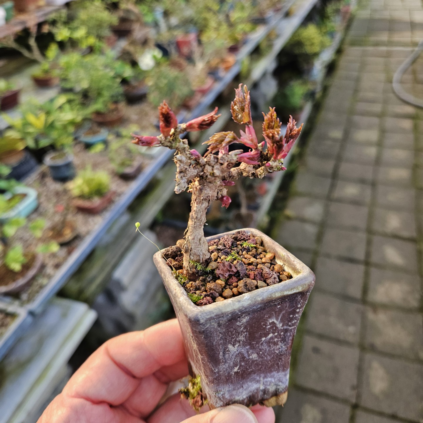 Post image 2