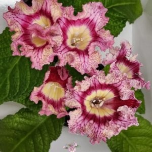 Post image 20