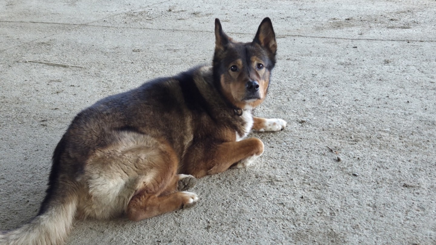 진돗개 크롬이를 찾습니다 도와주세요