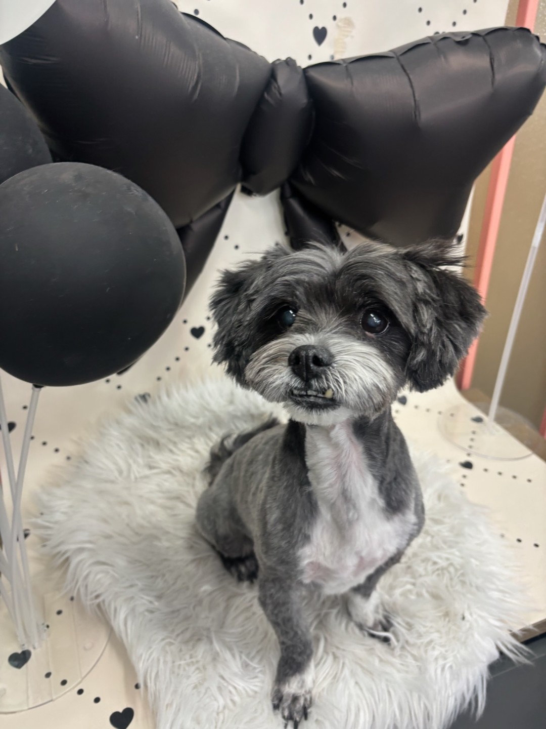 우리 또리는 애교가 철철 넘쳐요ㅎㅎ