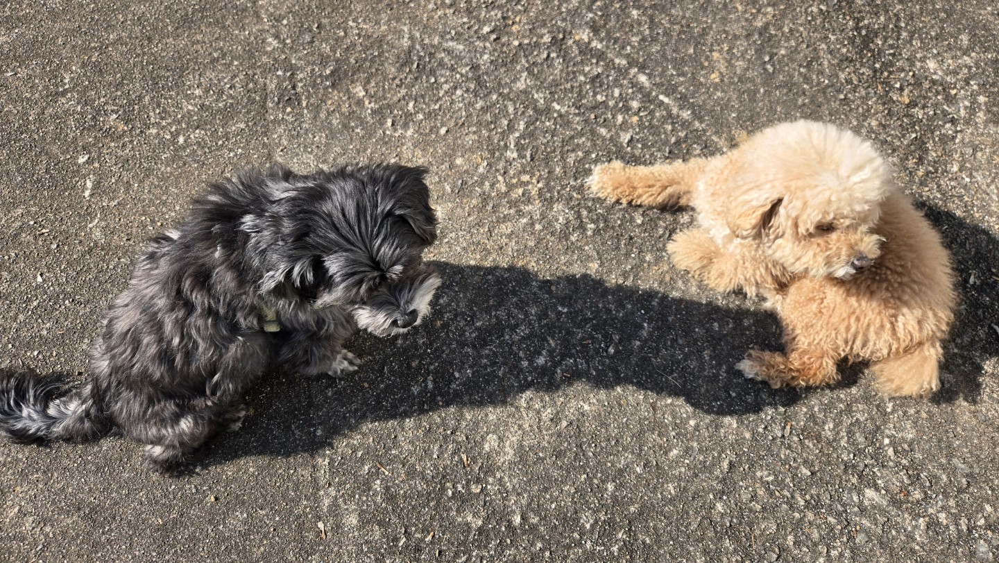 우리 또리는 애교가 철철 넘쳐요ㅎㅎ