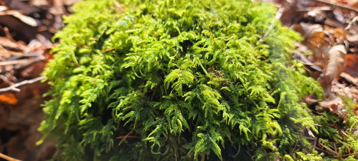 Post image 5