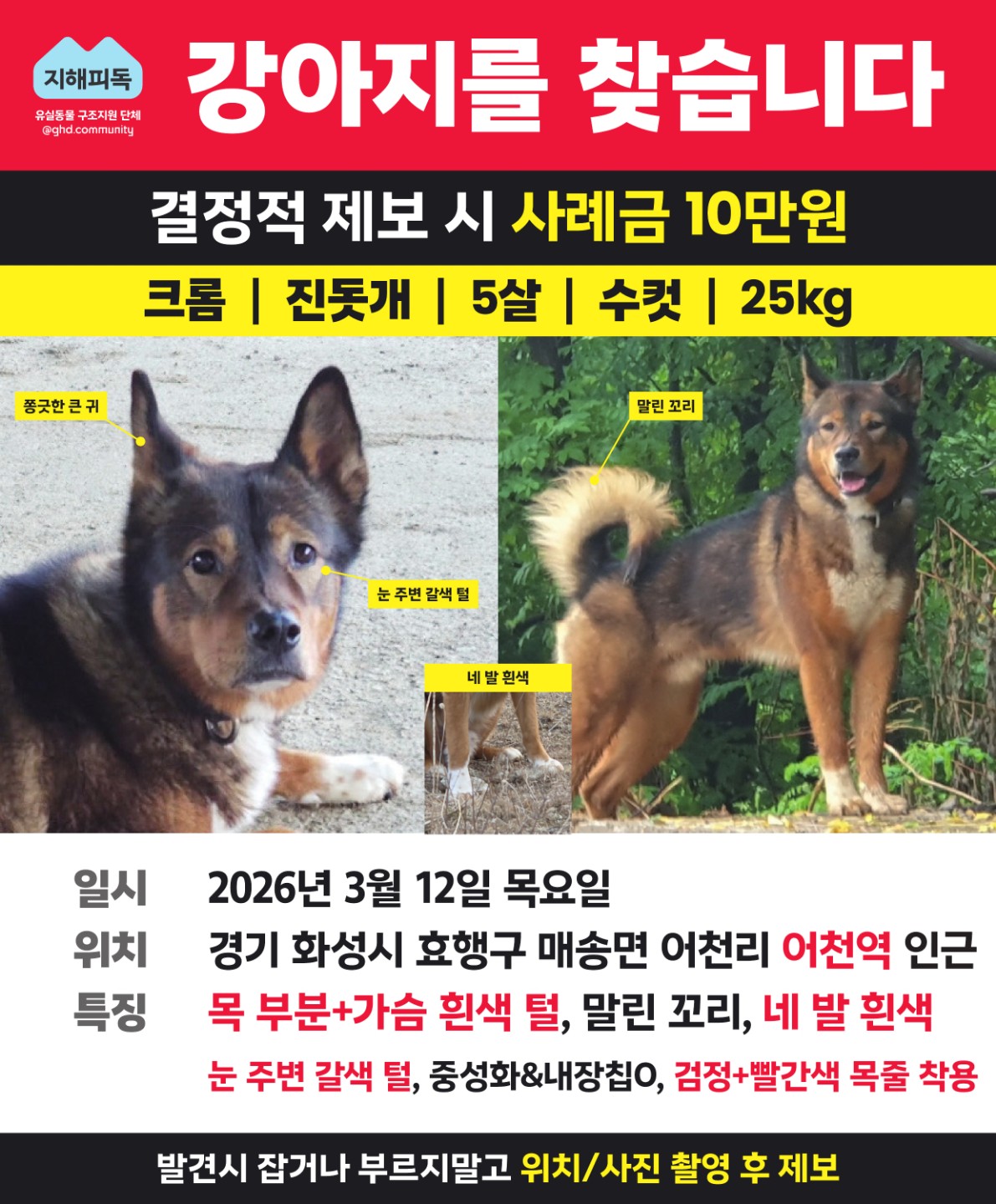 진돗개 크롬이를 찾습니다 도와주세요