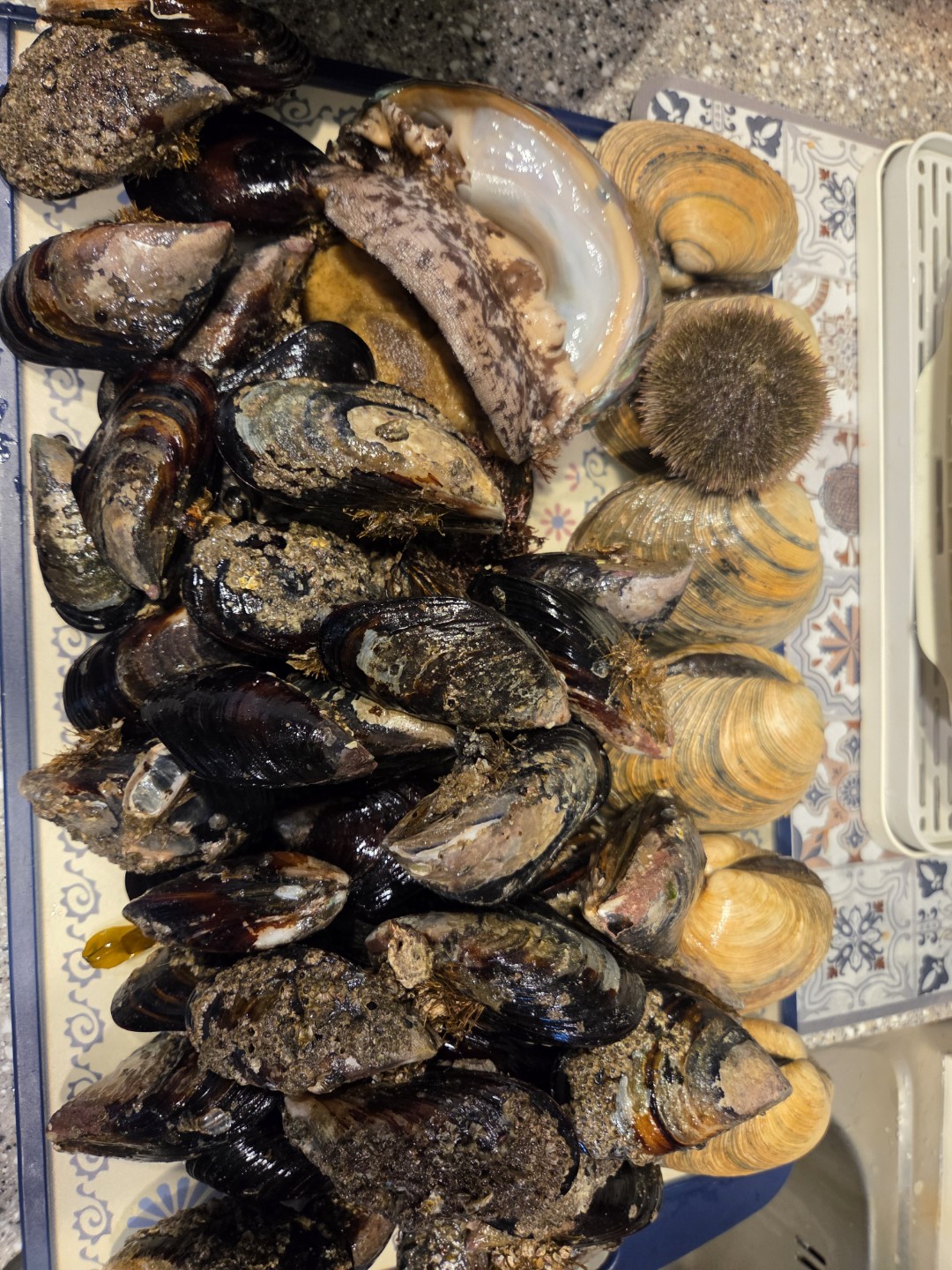 태안에서 3월 초에 잡은 거예요.