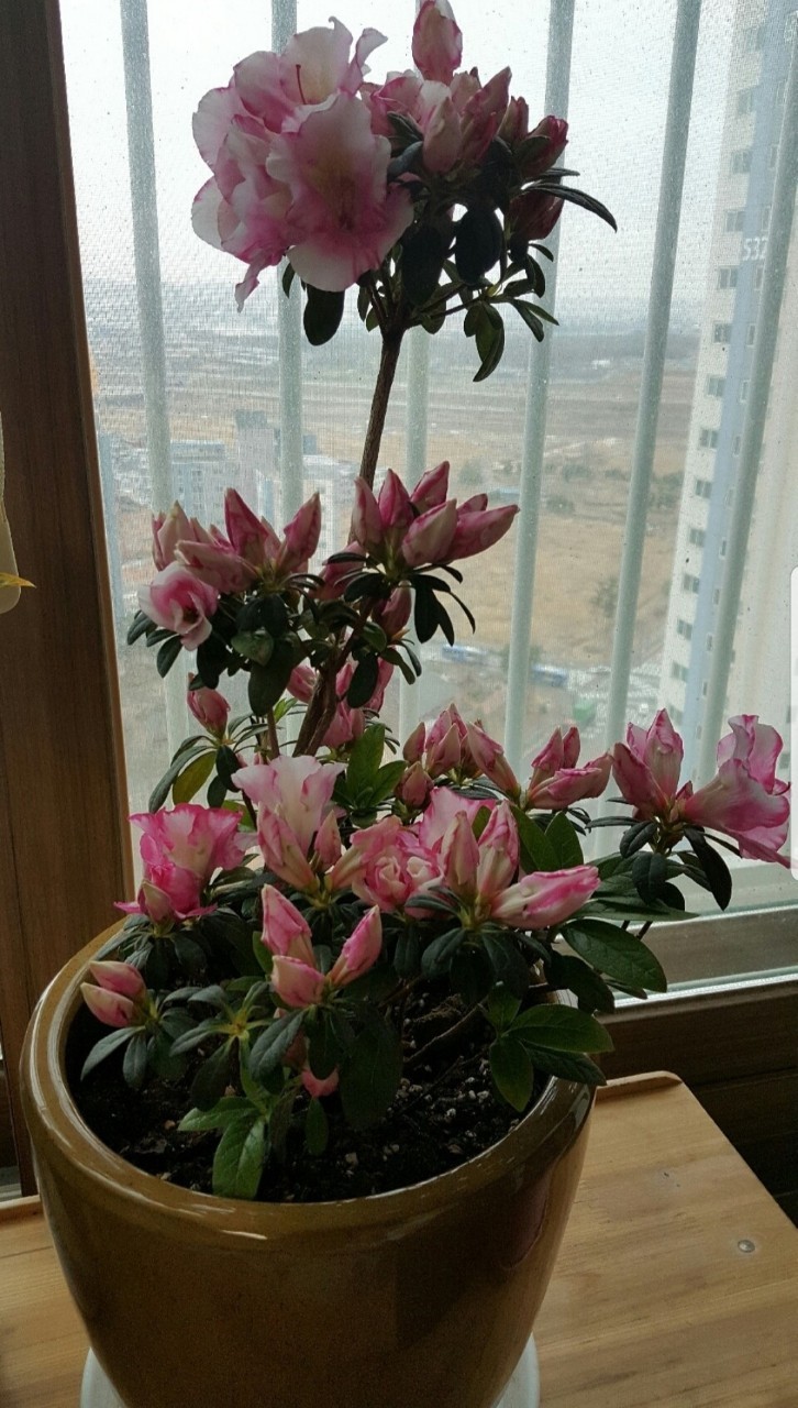 Post image 4
