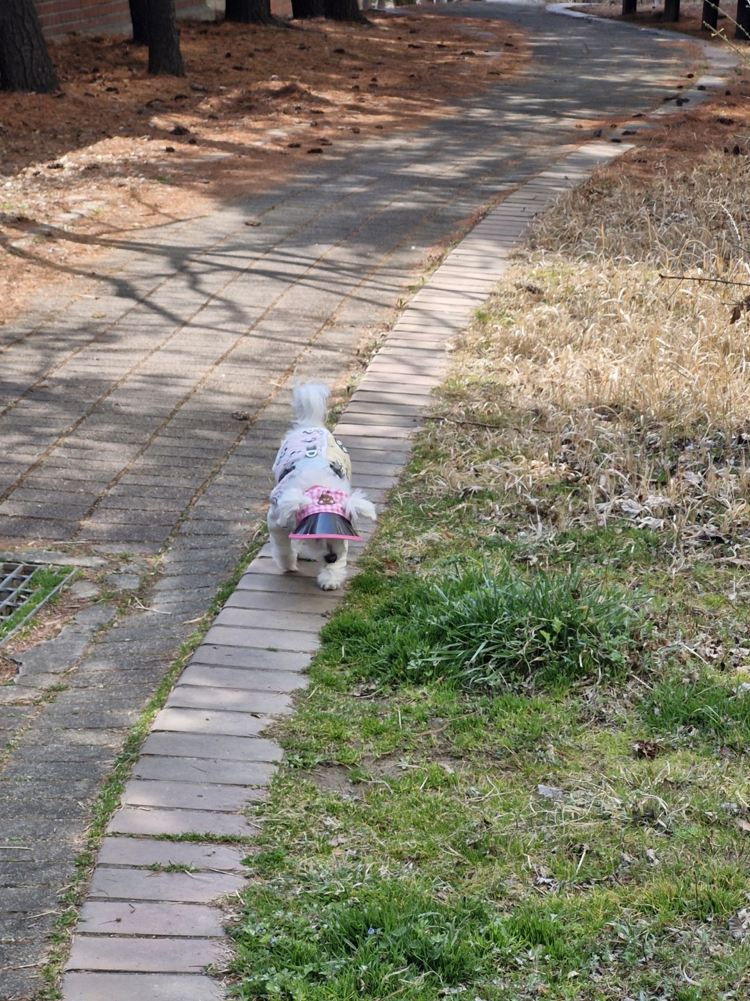 엄마랑 산책 중 ~