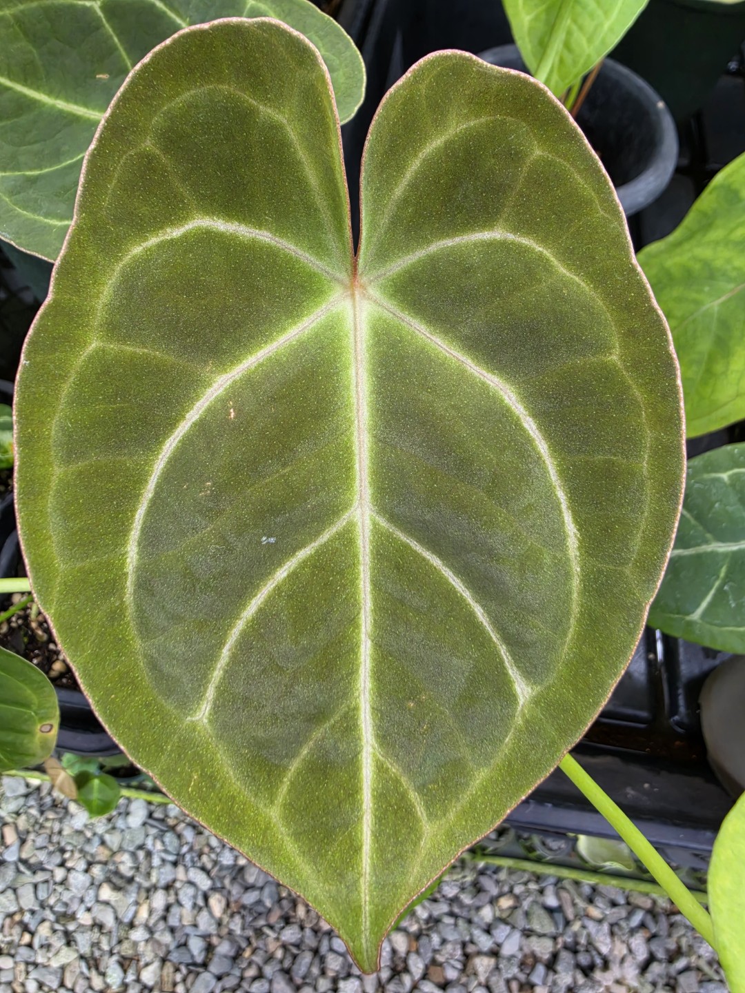 Post image 10