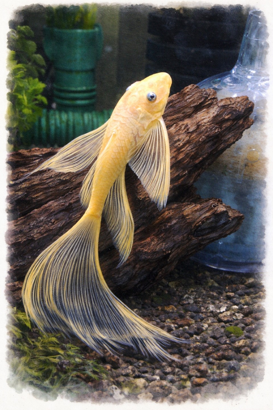 청소 물고기 안시 암수 구분