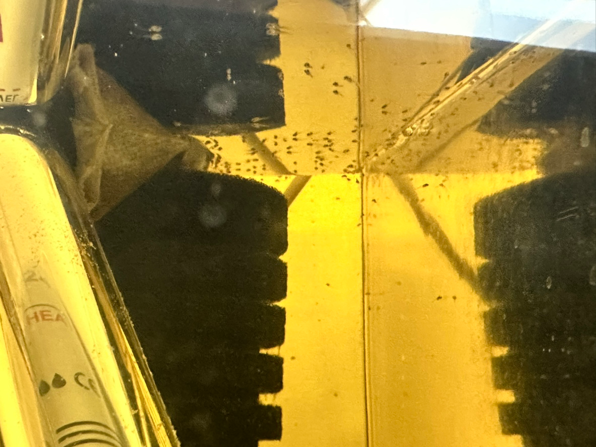 베타 치어들 키울때용