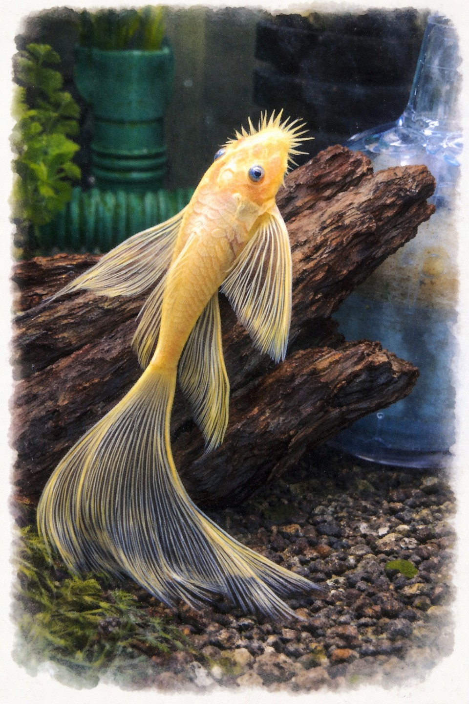 청소 물고기 안시 암수 구분