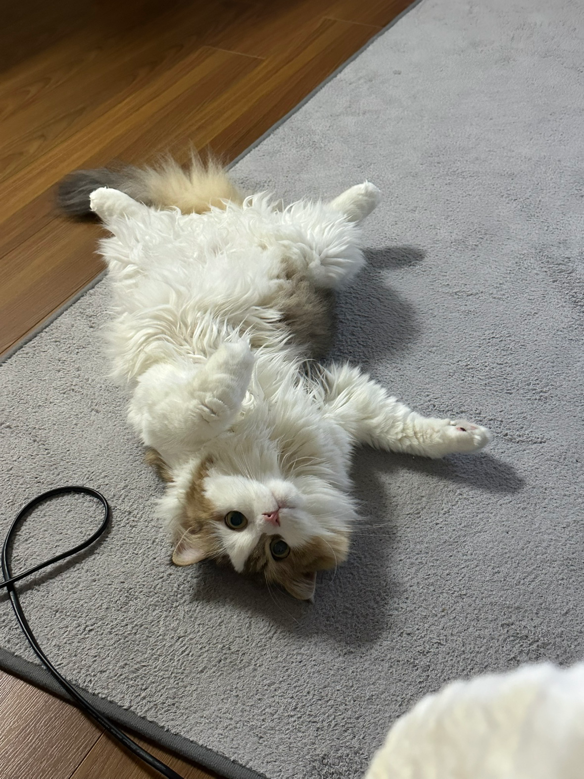 취두부/3살/이천