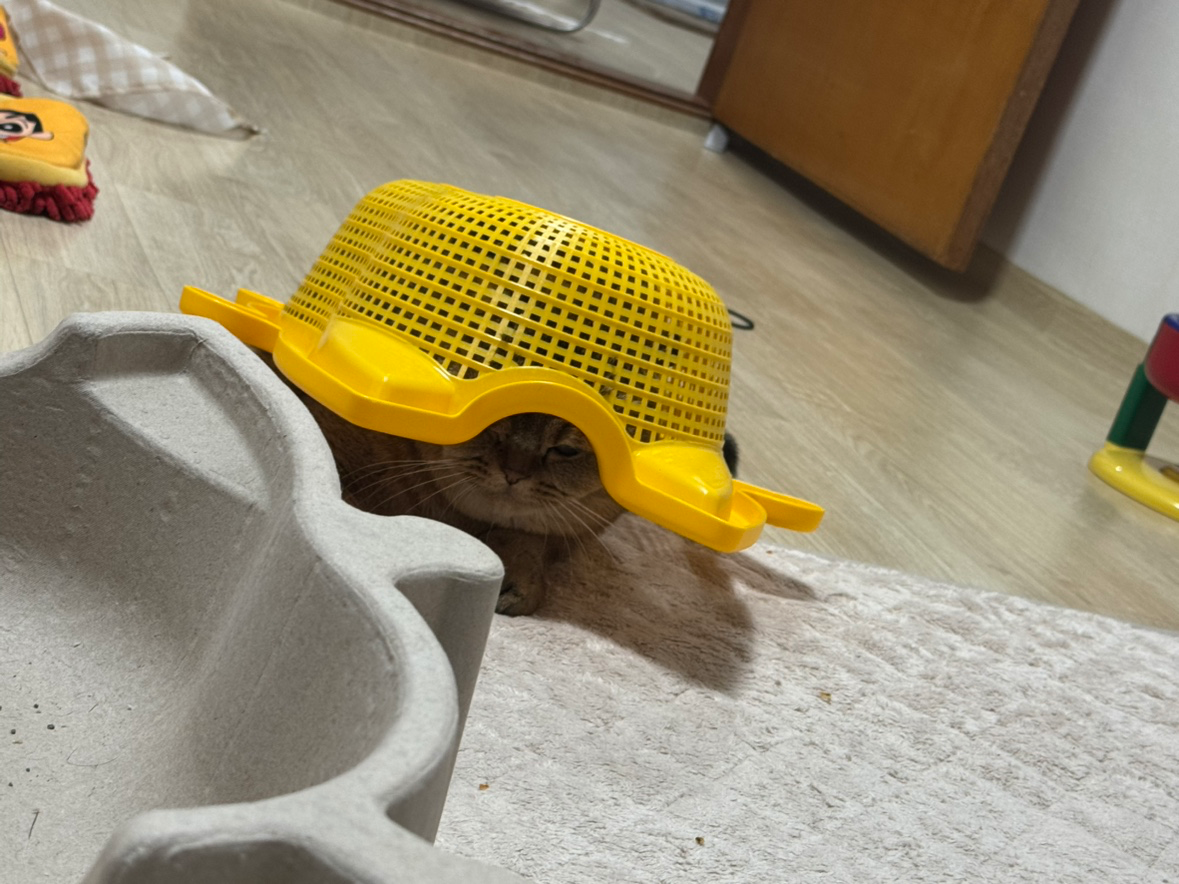 격한놀이 후 거북이가됐네요