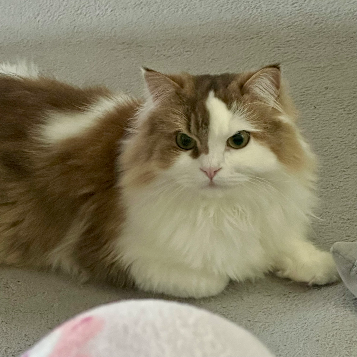 취두부/3살/이천