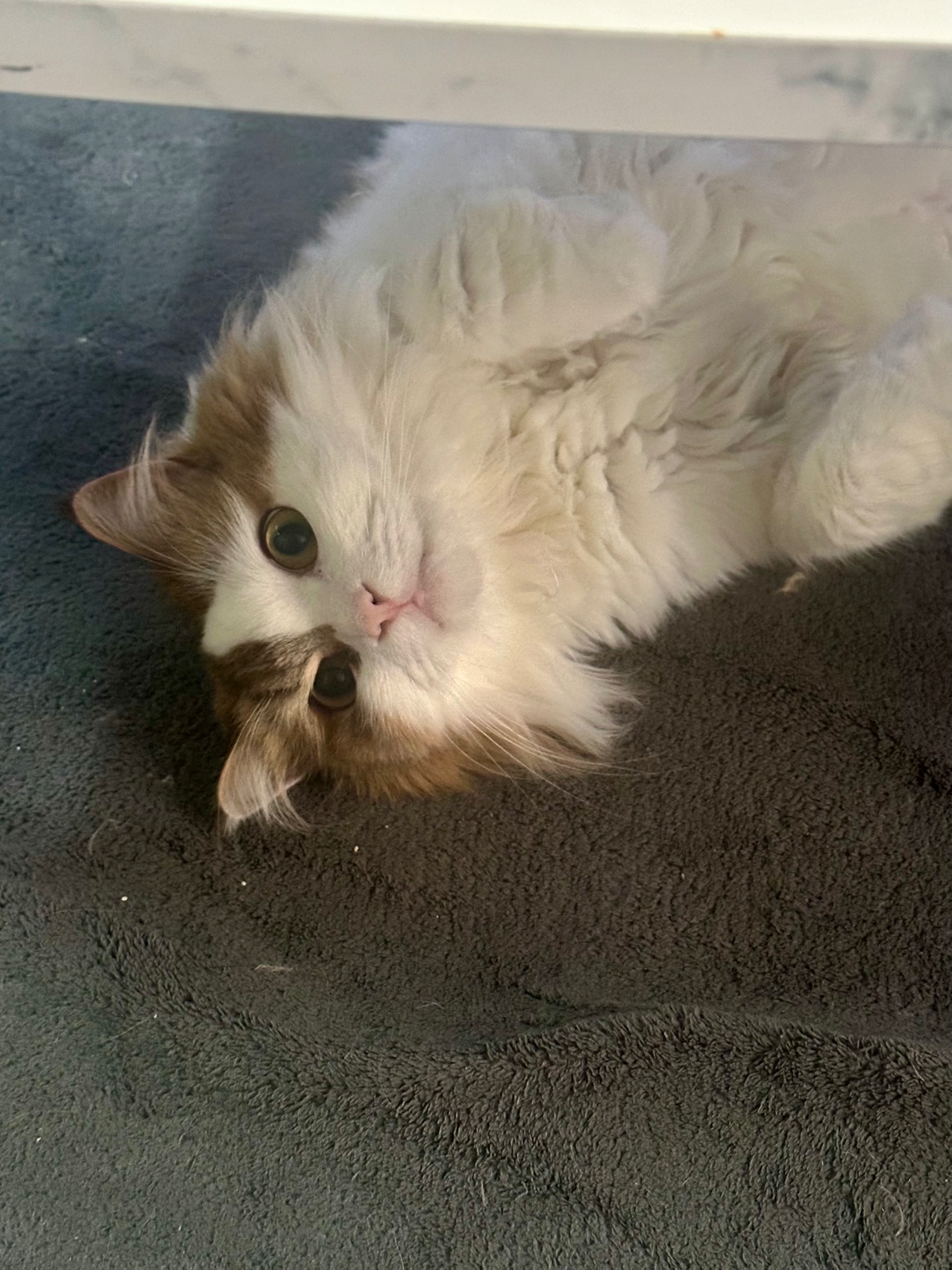 취두부/3살/이천