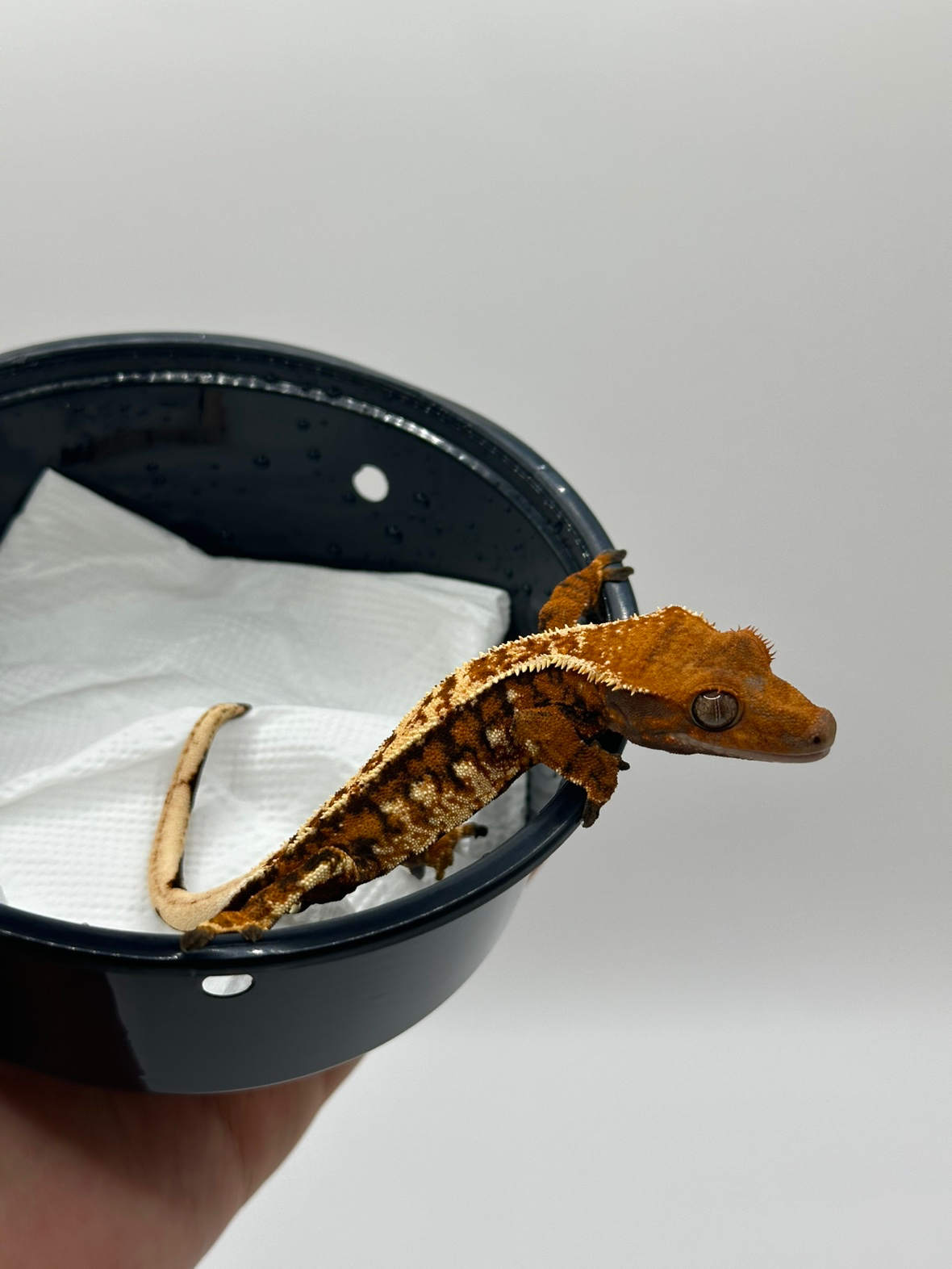 Post image 13