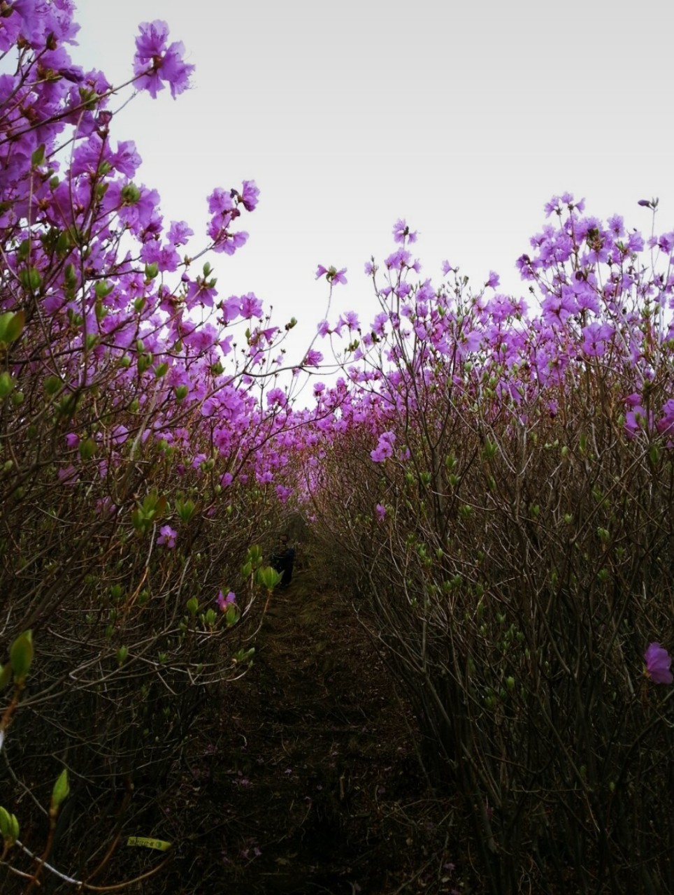 Post image 17