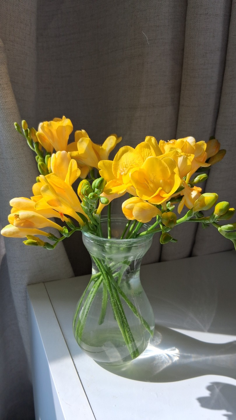 향수보다 찐 프리지아