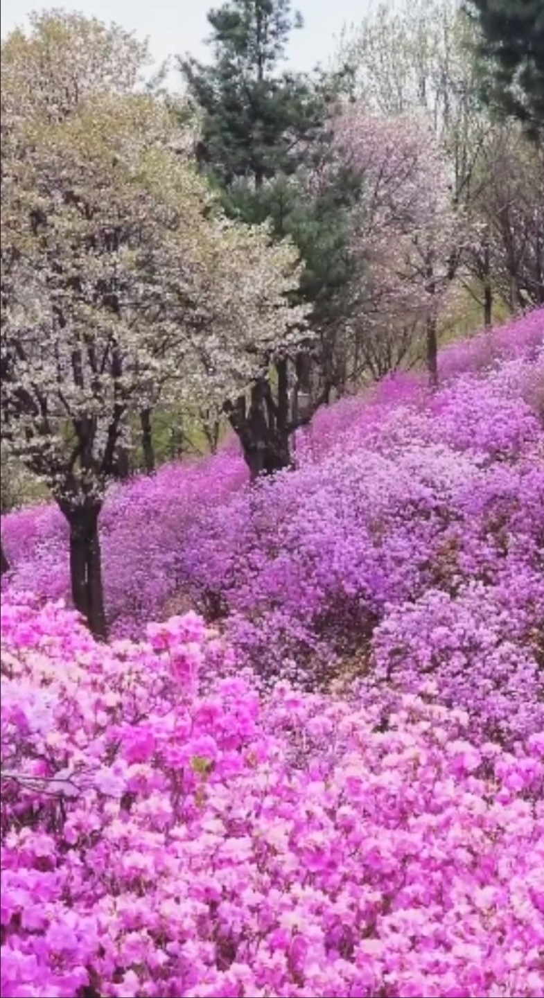진달래가 피었어요~🌸🌸