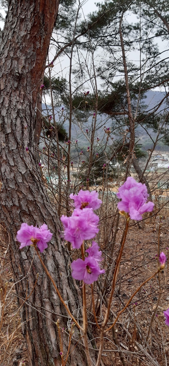 진달래가 피었어요~🌸🌸