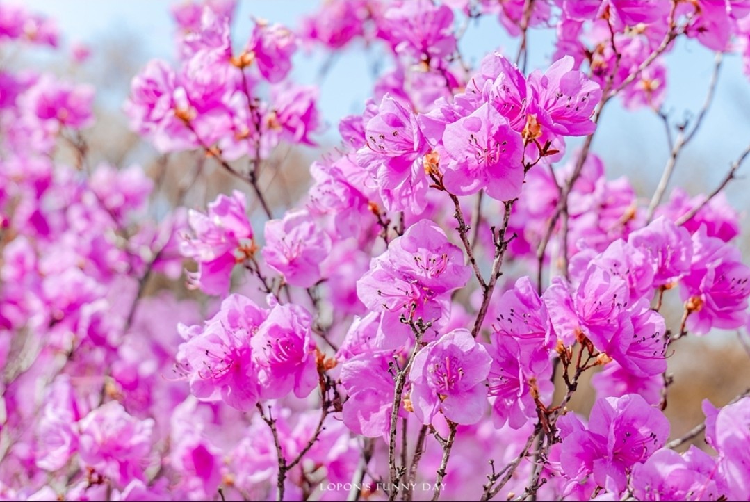 진달래가 피었어요~🌸🌸