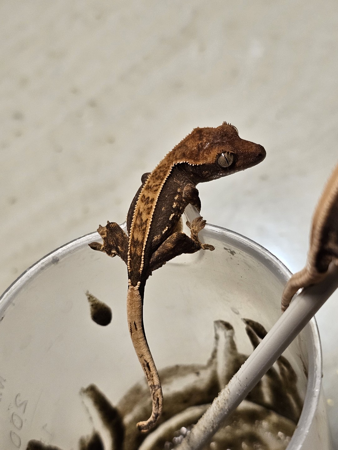 베이비들 밥먹는날~