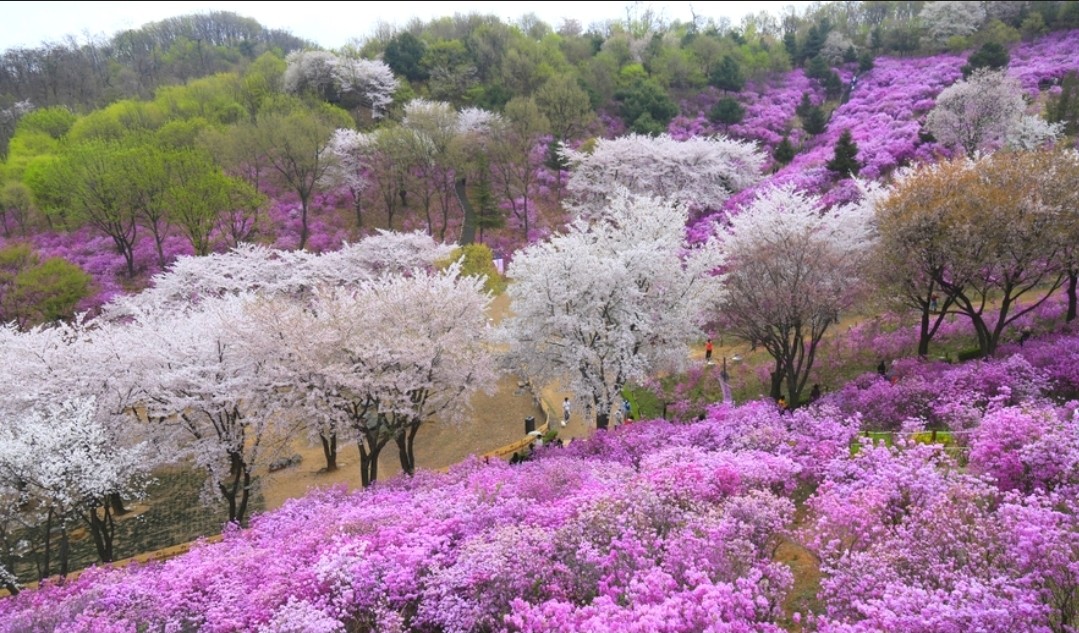 진달래가 피었어요~🌸🌸