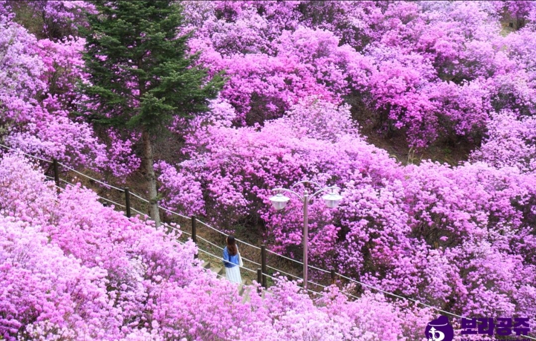 진달래가 피었어요~🌸🌸