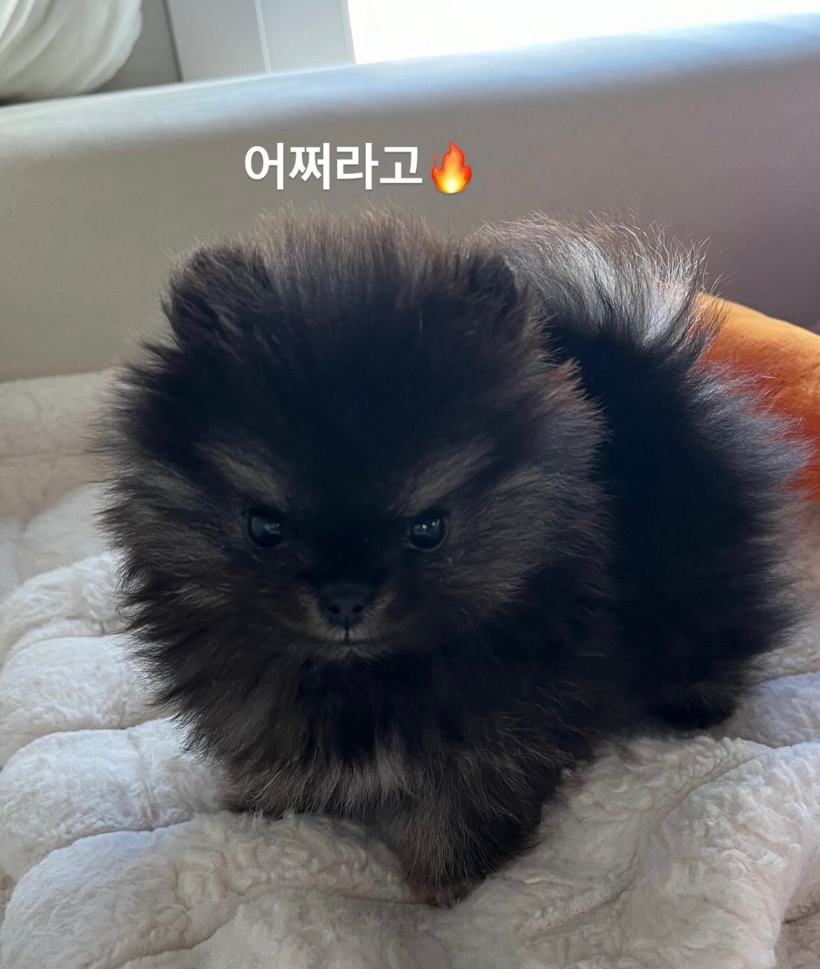 춘장이를 소개합니다 🐶💕
