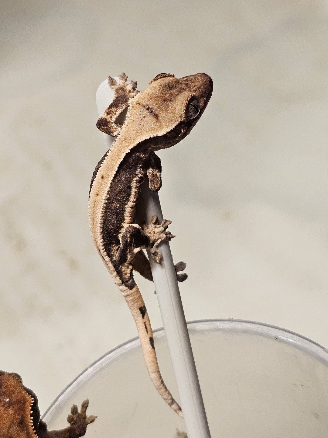 베이비들 밥먹는날~