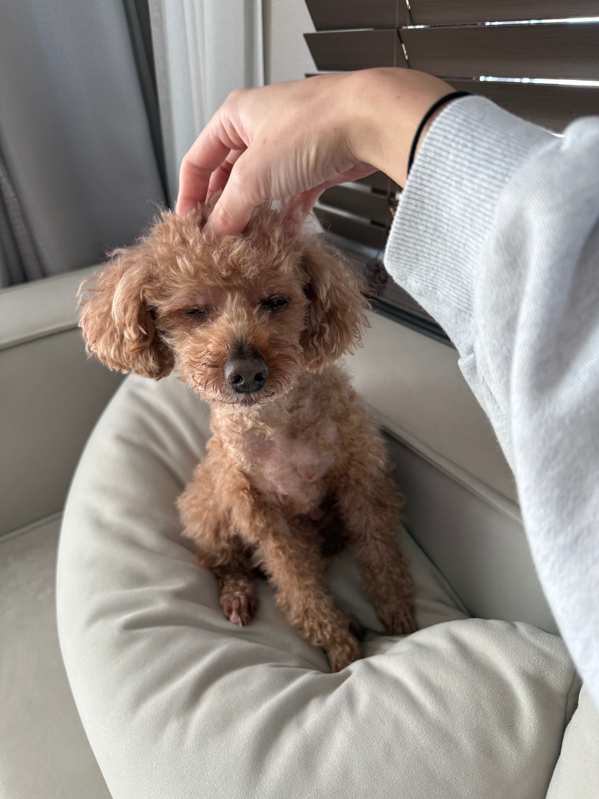 강아지 돌봄) 두마리 5박