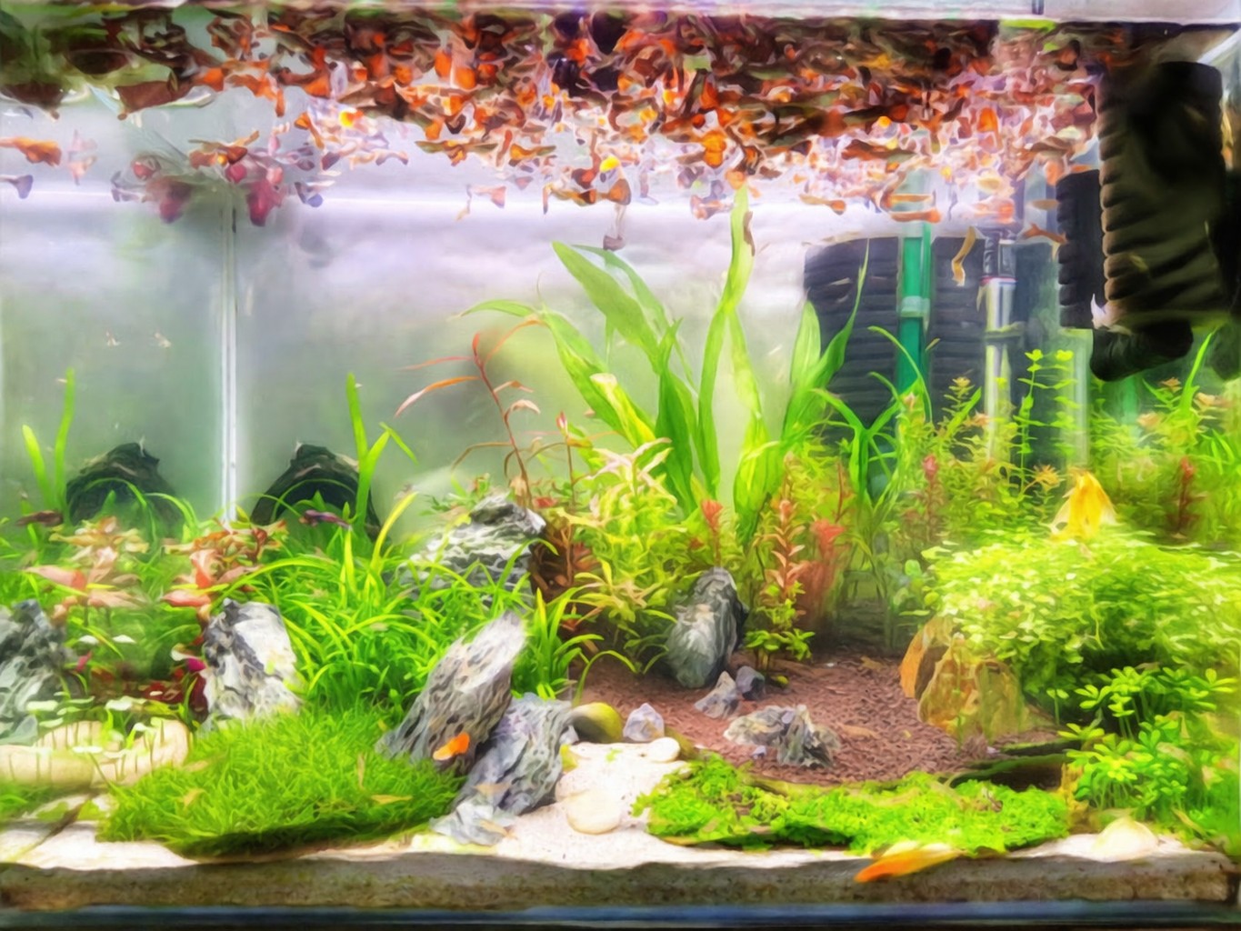 수초를 키우는 2가지 이유