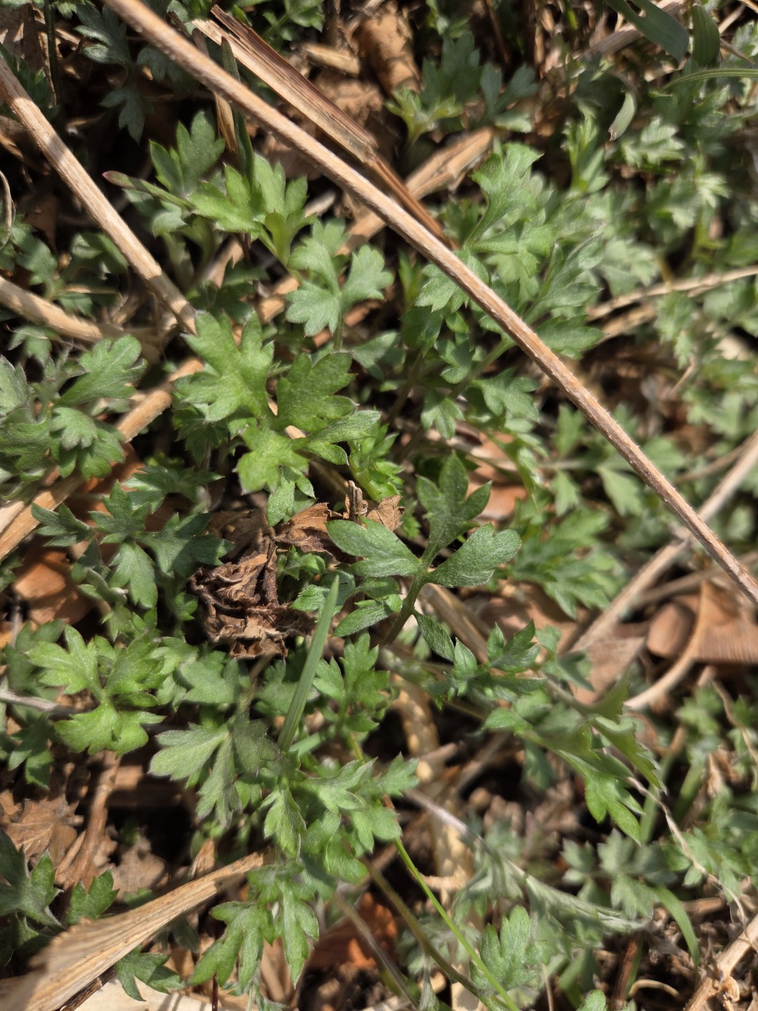 Post image 15