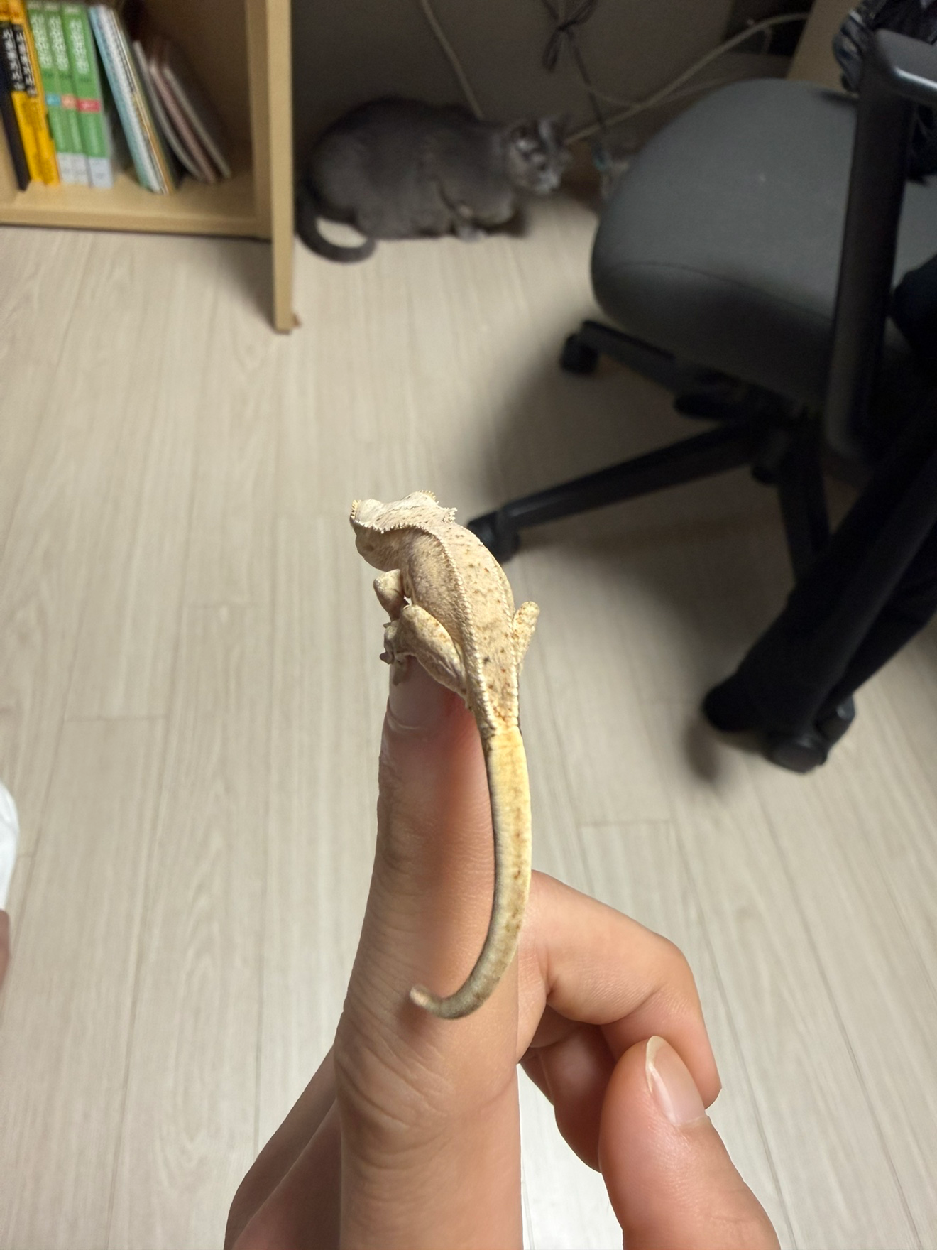 크래가 생각보다 많이 온순했어요