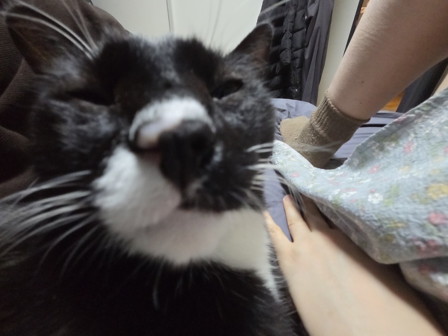 바보고야니 예시