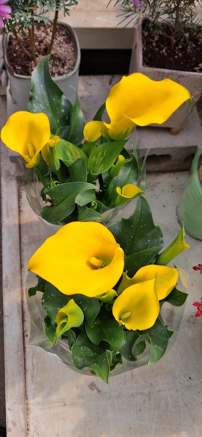 Post image 10
