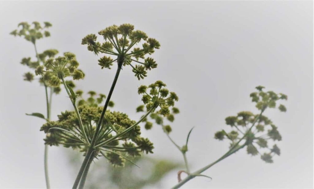 Post image 70