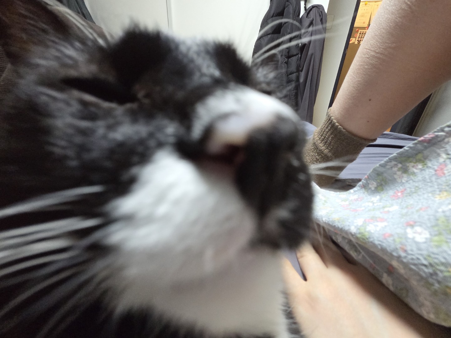 바보고야니 예시