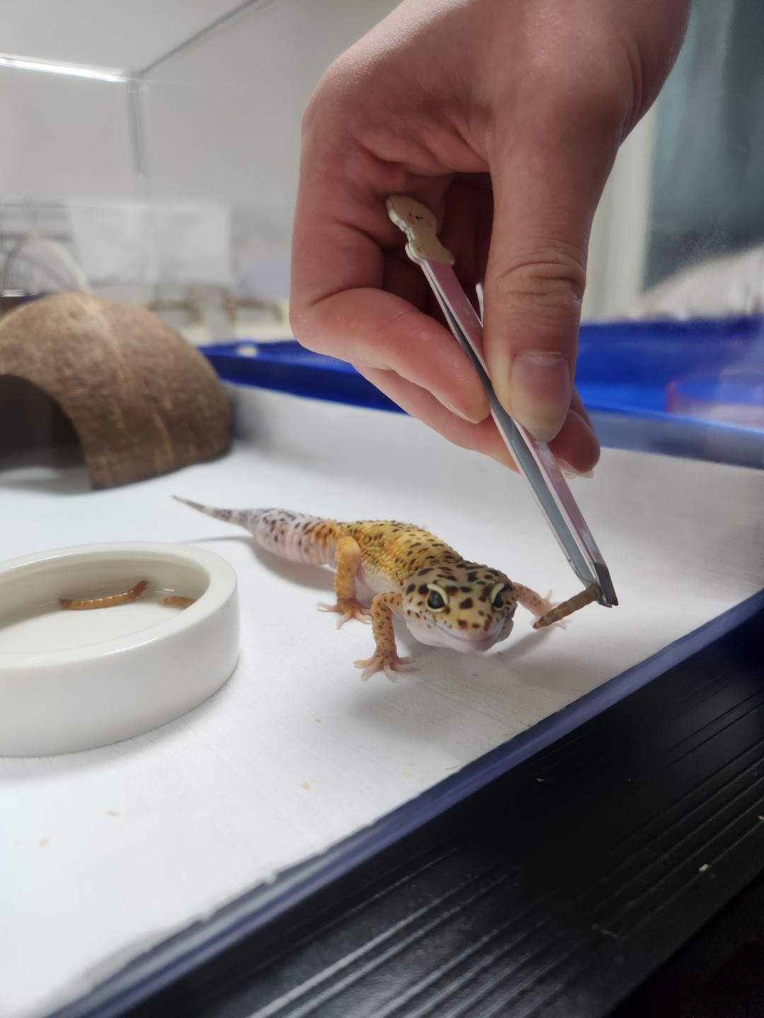 최근에 래오파드게코 입양해왓습니당