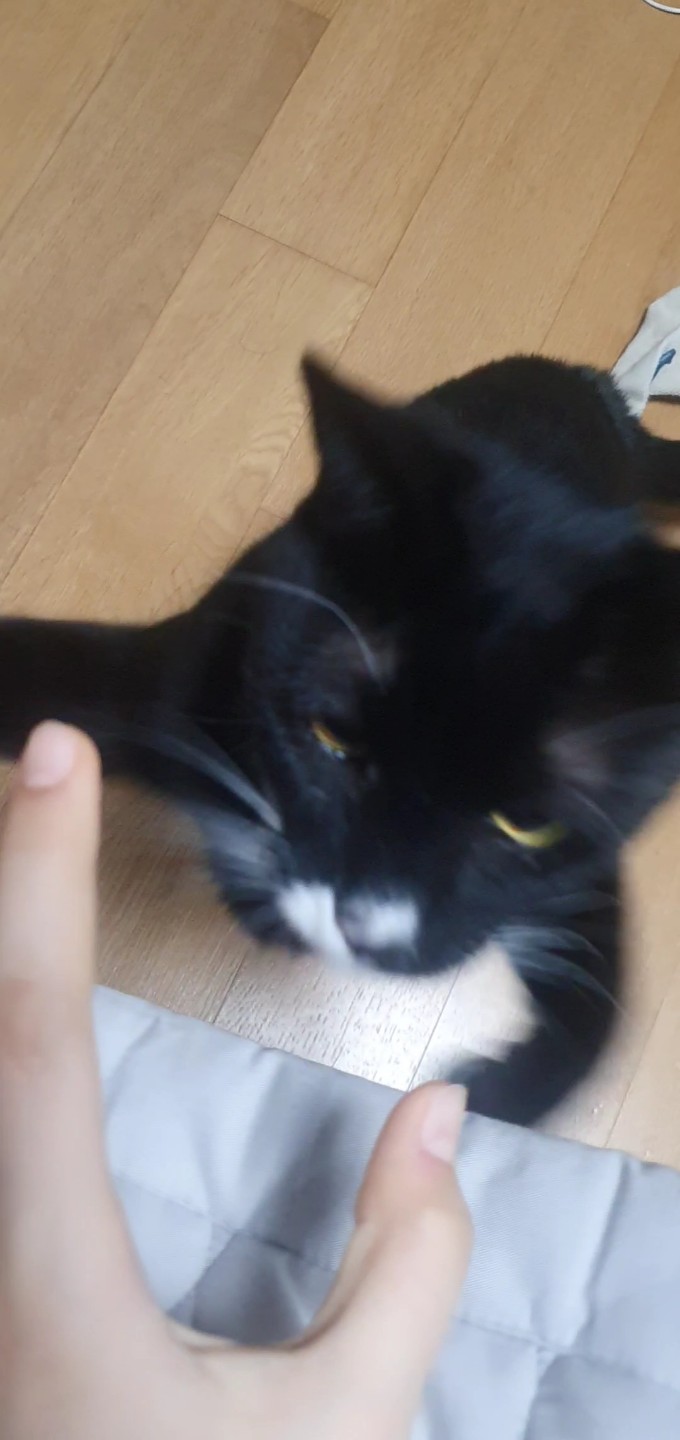 바보고야니 예시