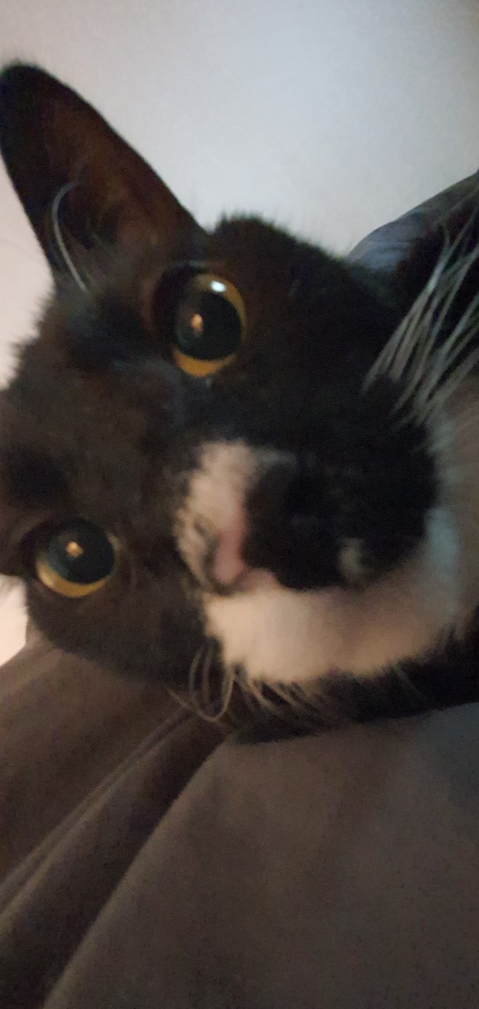 바보고야니 예시